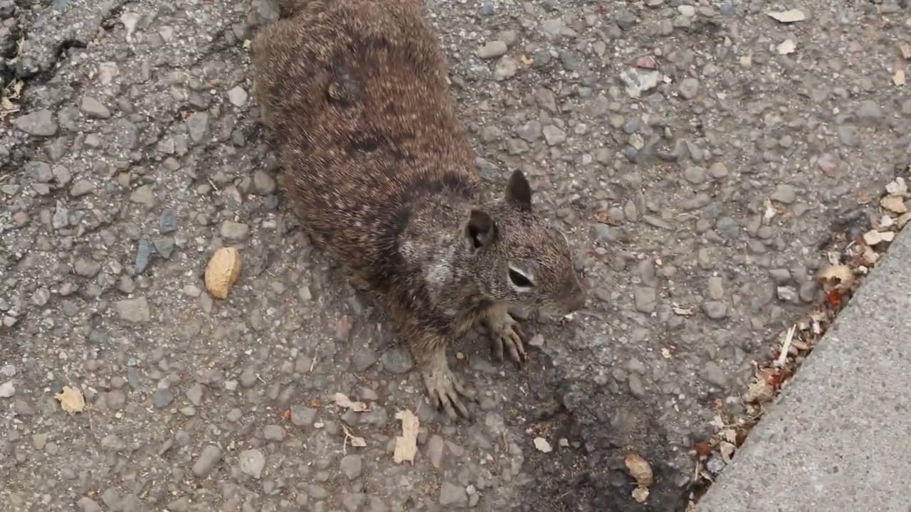 Cat TV for Cats to Watch - Squirrels Playing in the Park - 4K Nature Video