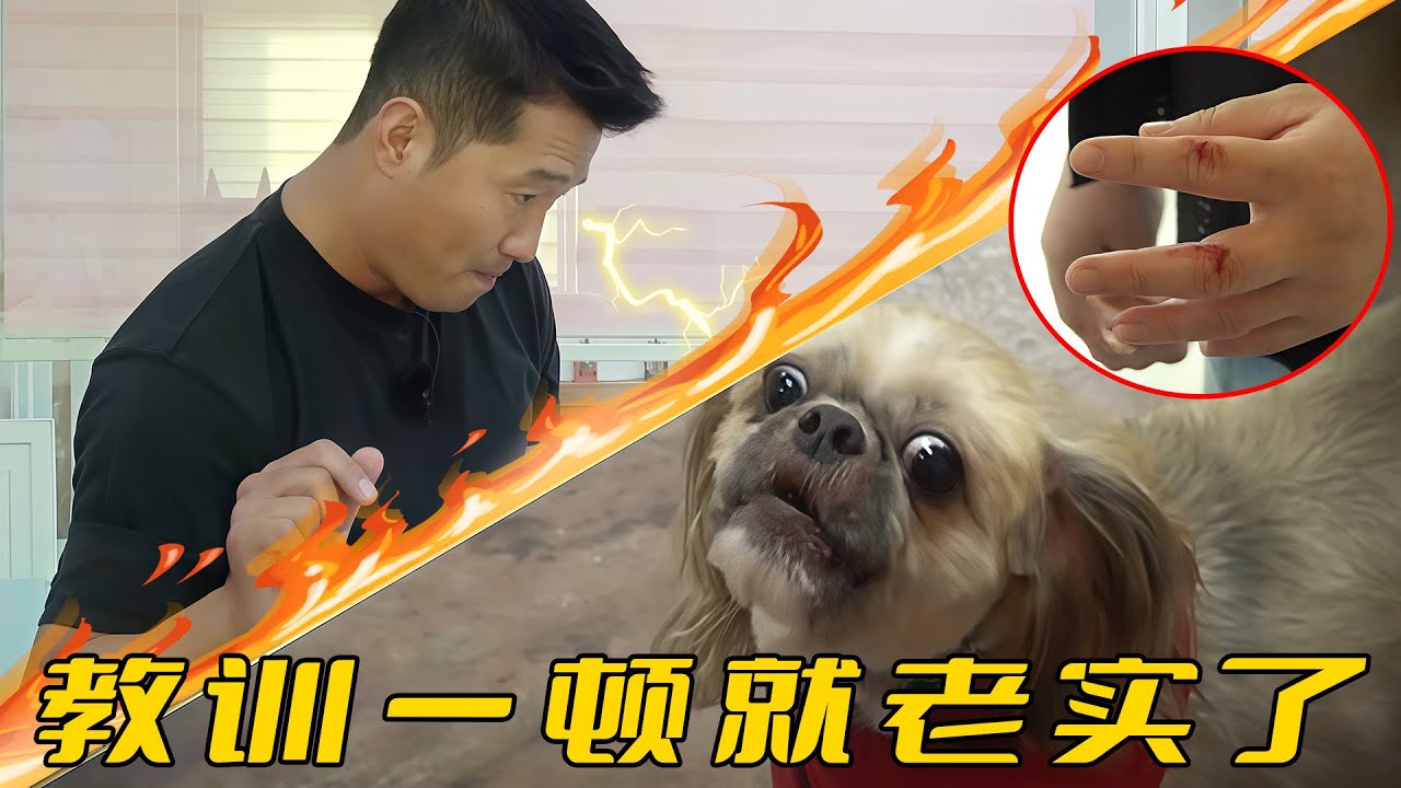 救助的流浪狗瘋狂咬人，卻還想送出去領養，訓犬師建議把機會留給更好的狗