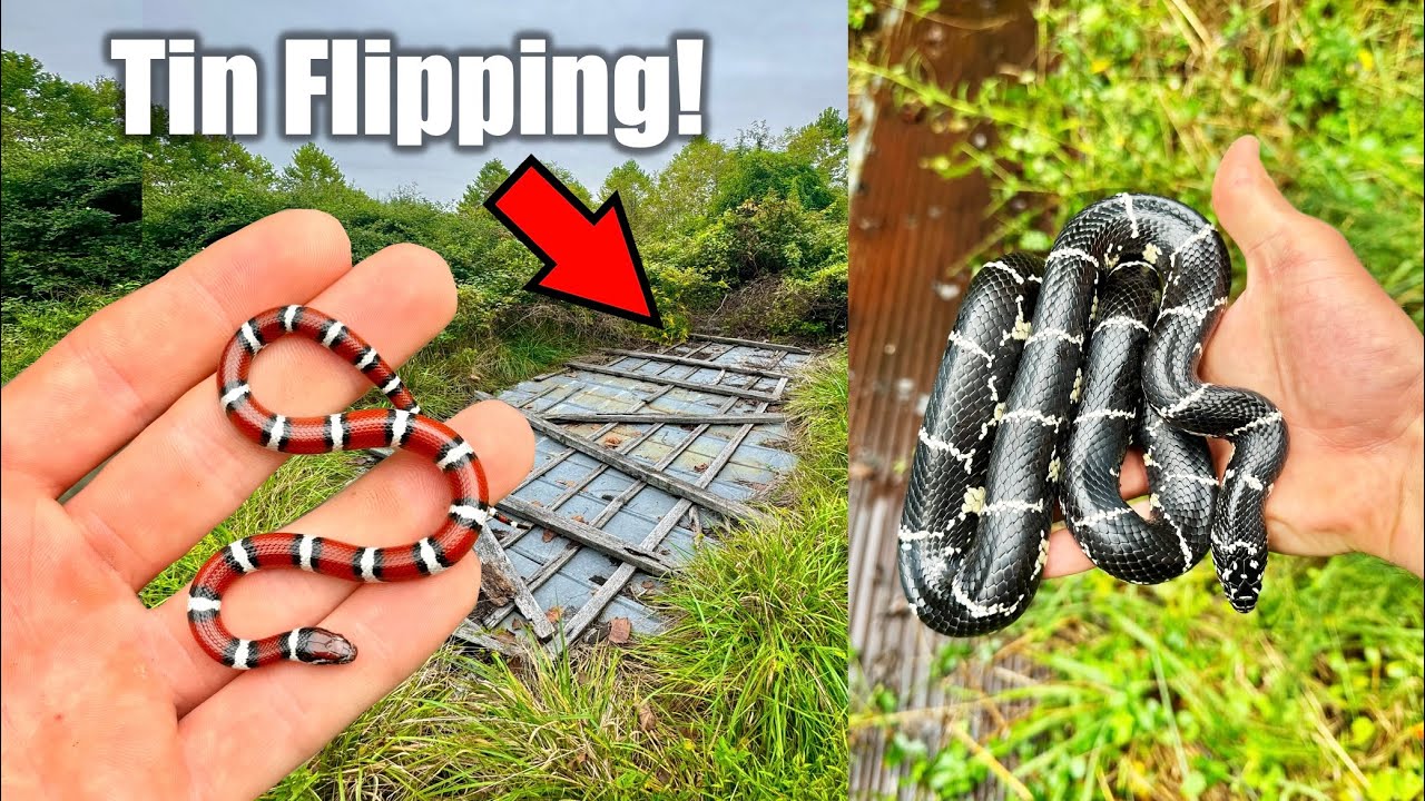Flipping HUGE Piles of Tin for RARE Snakes!