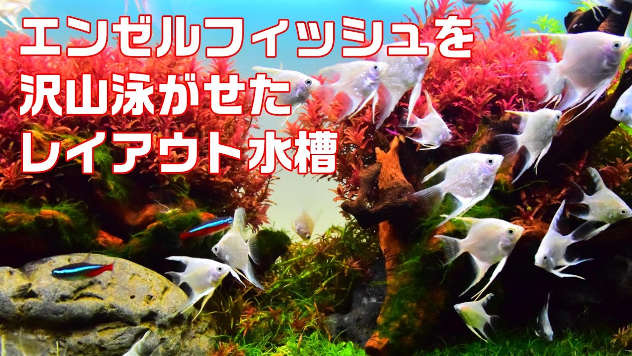 エンゼルフィッシュを沢山泳がせたレイアウト水槽