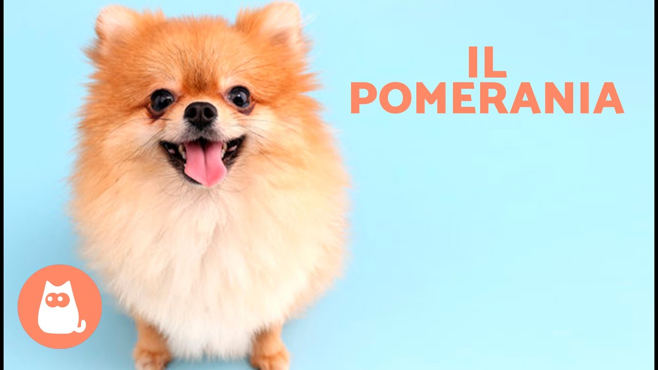 Il cane POMERANIA 🐶 (Origine, Caratteristiche, Carattere e Cura)