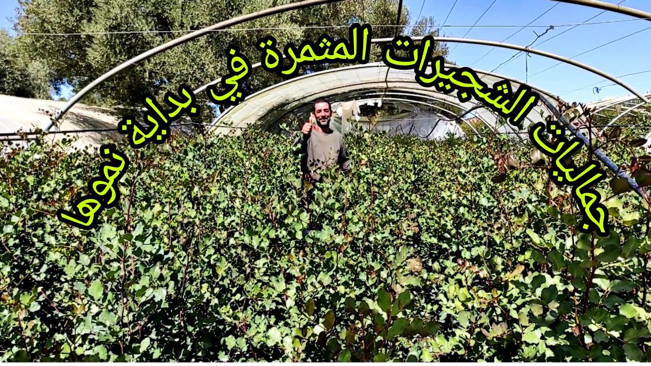 جولة في منبت الشجيرات المثمرة نواحي وزان