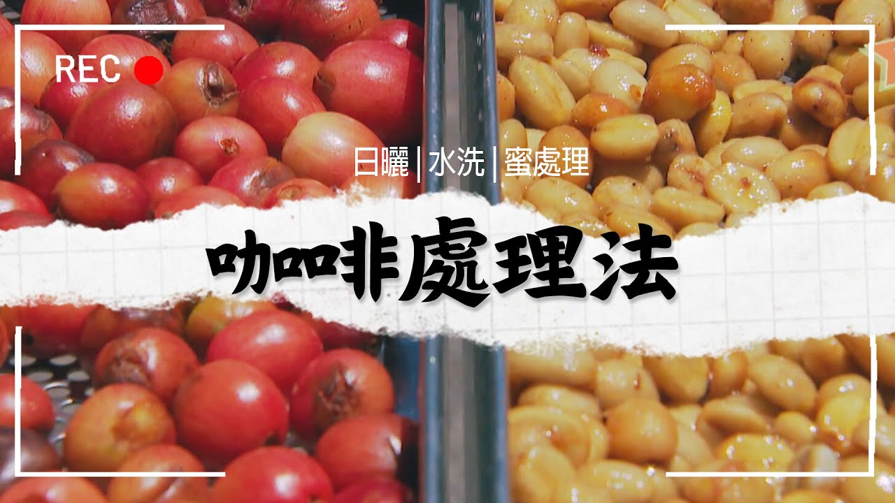 【南投】咖啡學問大！水洗、日曬、蜜有什麼不同？｜GoGoTaiwan @FTV_Show