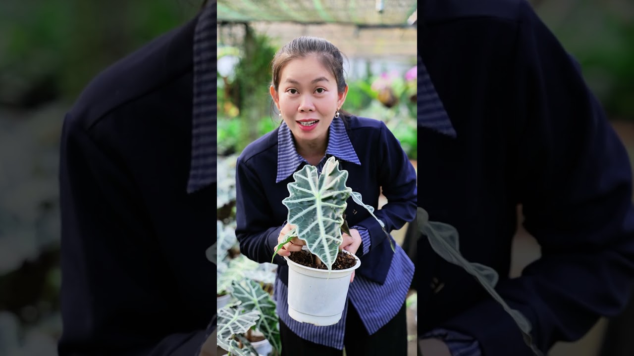 #shorts Kiểng l&aacute; M&ocirc;n quan &acirc;m, Kiểng l&aacute; m&ocirc;n quan &acirc;m chậu nhựa -trang tr&iacute; s&acirc;n vườn