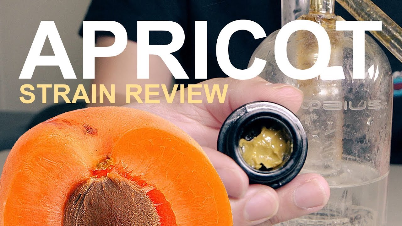 Apricot Strain Review 🍑 - Badder - Quail Extracts #weedtube