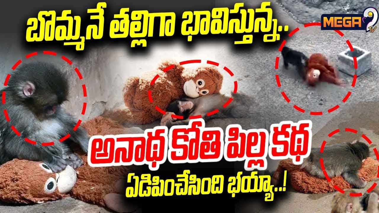 Japan Punch Baby Monkey  : బొమ్మనే తల్లిగా భావిస్తున్న అనాథ కోతి పిల్ల కథ ఏడిపించేసింది భయ్యా..! |