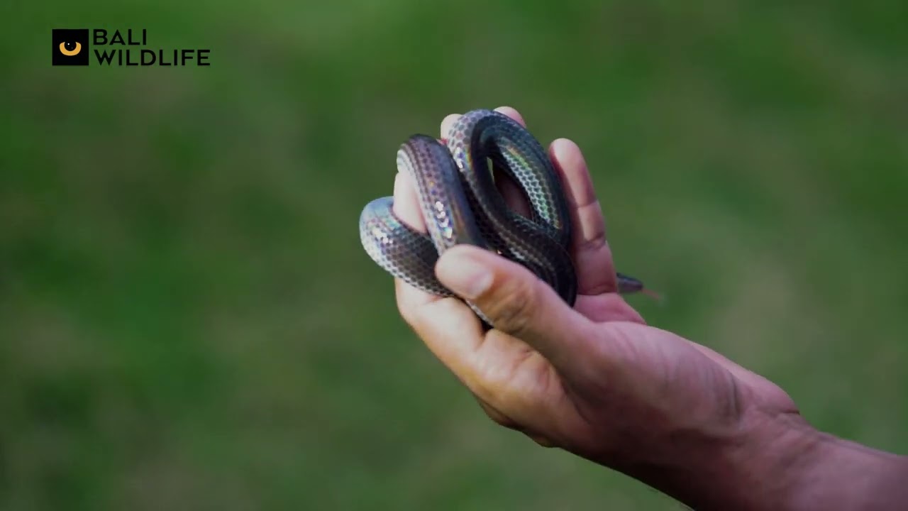 Ron Lilley - Snake Talks (Sunbeam Snake)