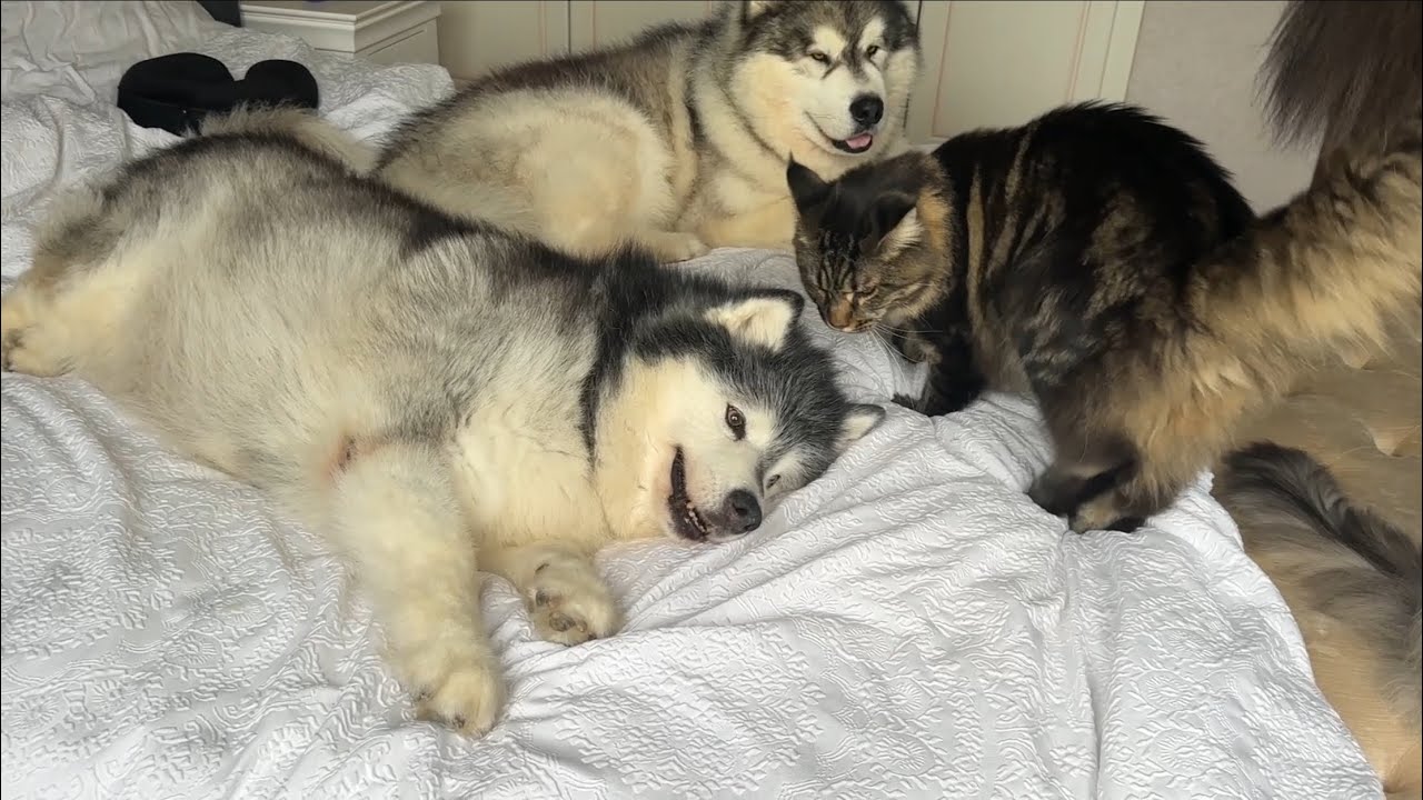 You Wont Believe What Happens Next! Savage Cat!!