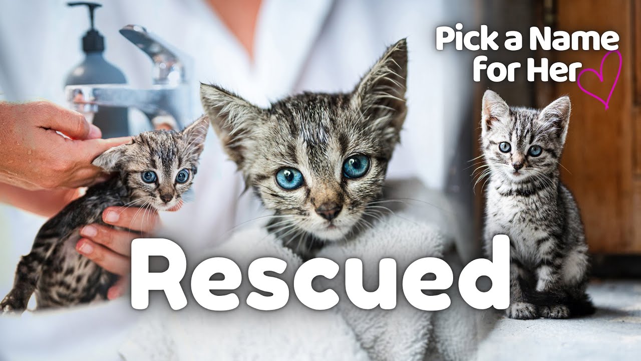 Welcome Home, Little One: A Rescue Kitten's First Hours with 5 Felines!