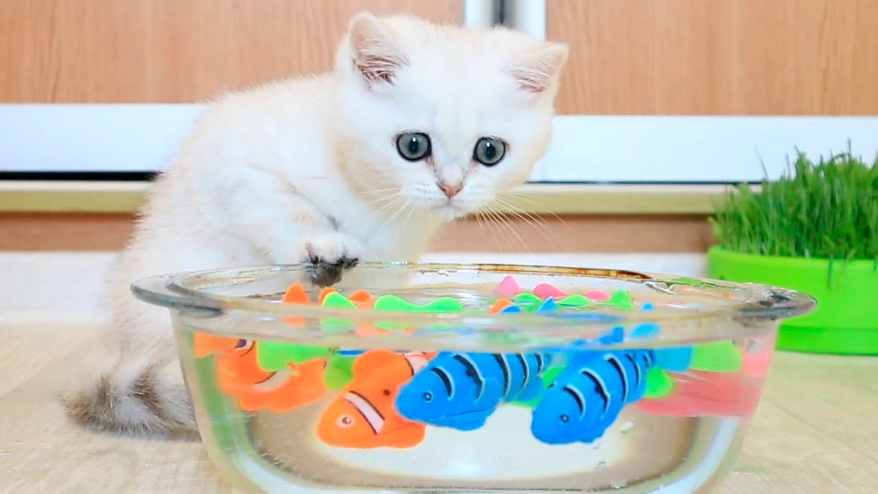 Kitten Coco vs Fishes 🐠 ASMR | Too funny | Too cute