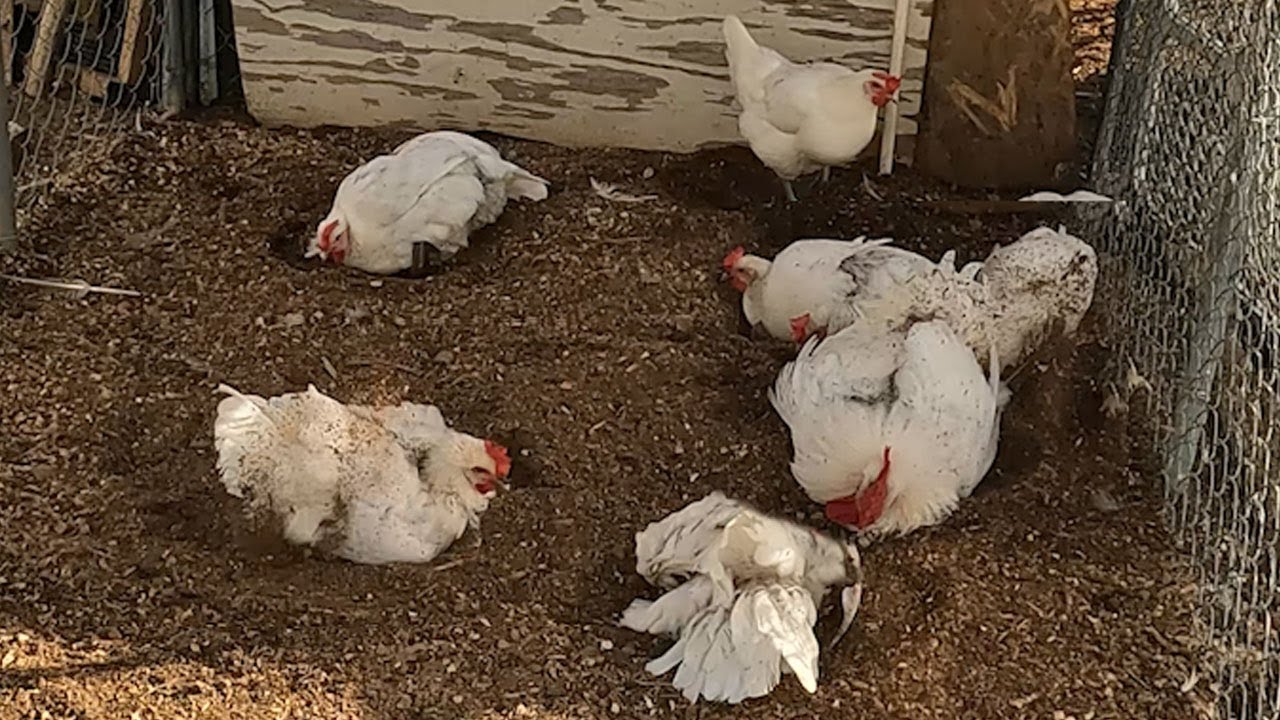 Are You Breeding American Bresse Chickens?