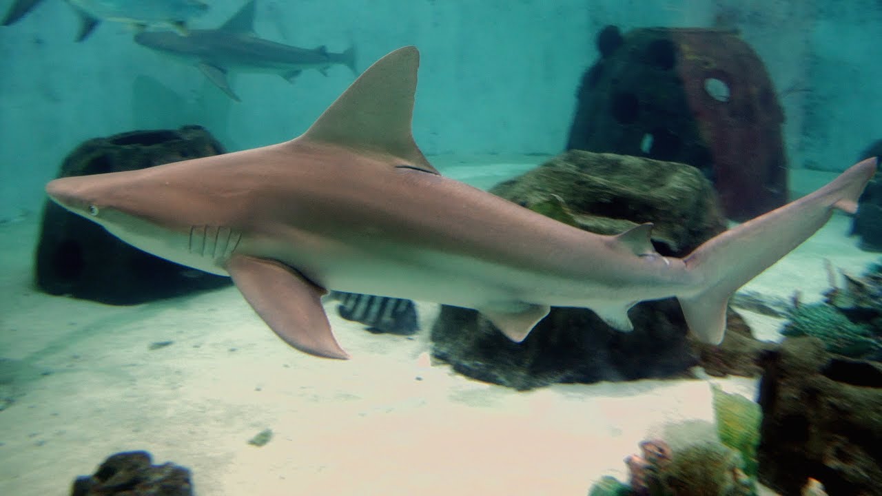 Mote Marine Laboratory & Aquarium Tour