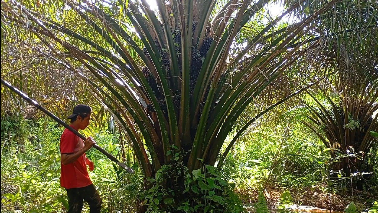 setiap pokok susunan buah busuknya