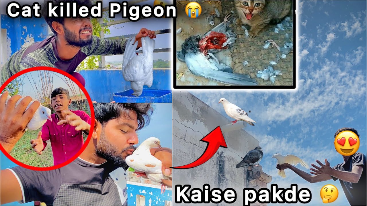 Papa Pakde Mile Nya kabutar 🤑 || Cat Attack Pigeon 😳 || Bht Bra nuksan Hogya 😭