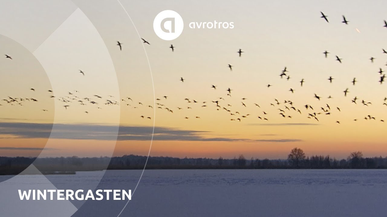 Wild in Nederland: wintergasten