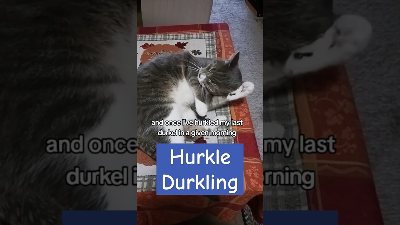 Do you HURKLE DURKLE? 😴🥴  #cutecat #funnycat #sleep