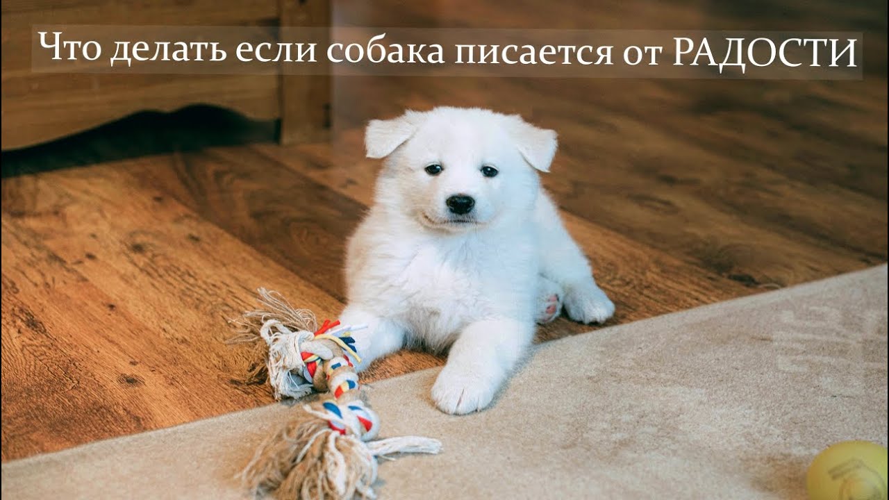 Что делать если собака писает при встрече хозяина  или гостей ?   Коррекция поведения.  