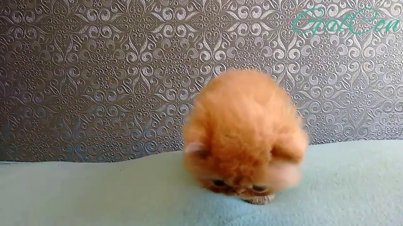 Gatos Persa Red tabby