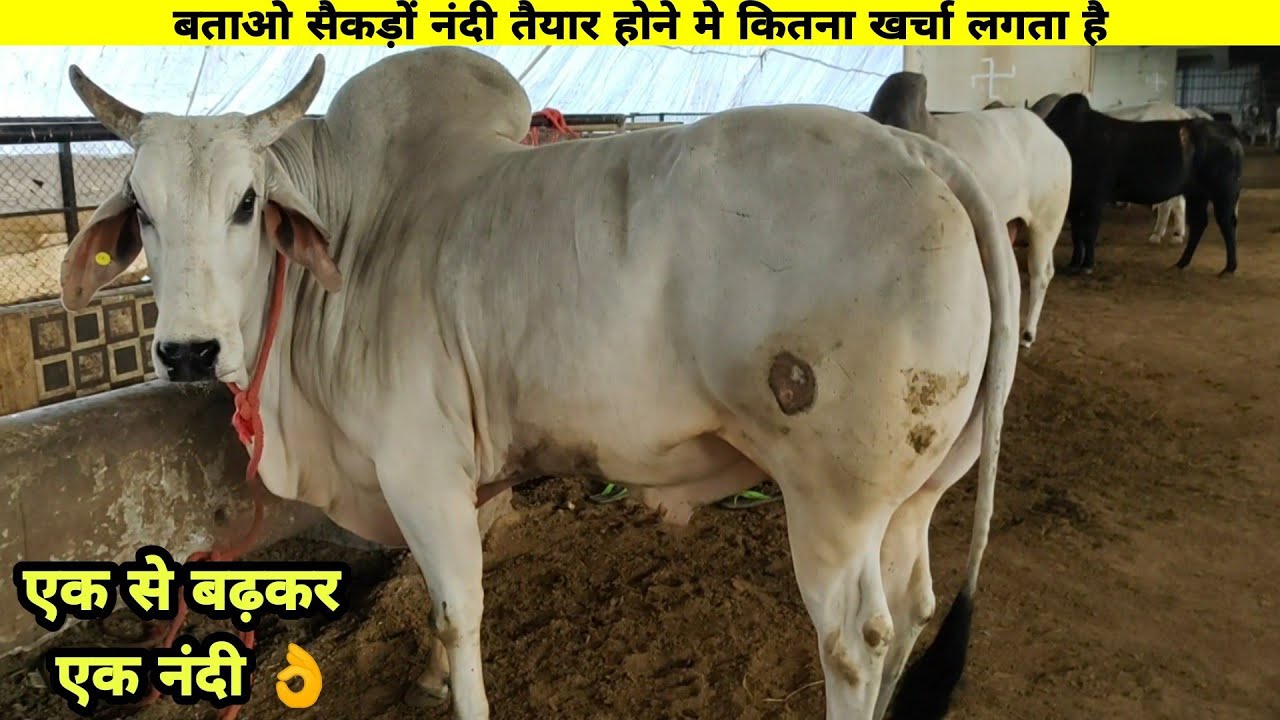 यहाँ से ले जाओ ये नंदी बिल्कुल फ्री मे 👍 एक गौशाला ऐसी भी जहाँ सैकड़ों नंदी बिल्कुल तंदरुस्त हैं
