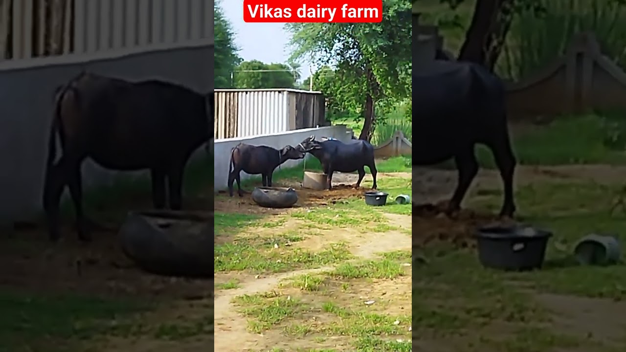 First time Murrah Buffalo for sale || price :- 95000 @ASHISHMEENAFARM  #viral #buffalo #murrah