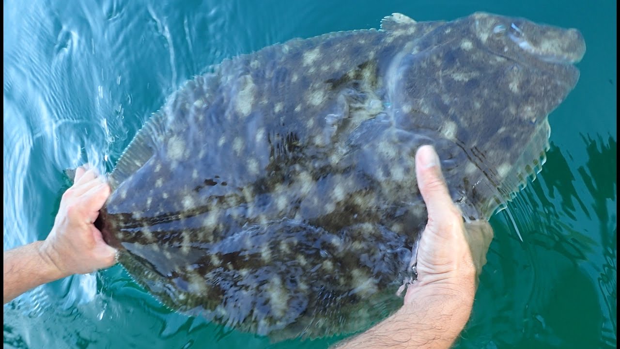 10-pound Summer Flounder (Fluke)! - Released!