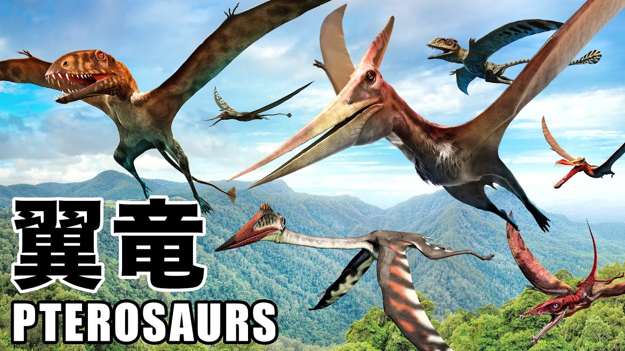 【翼竜★Pterosaurs】人気の翼竜を覚えよう！プテラノドン,ケツァルコアトルス,ディモルフォドン,ランフォリンクスも登場！