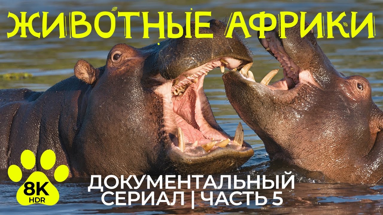 Дикая природа Африки – #5 | 8K HDR Фильм о животных дельты реки Окаванго и солончака Нксай-Пан
