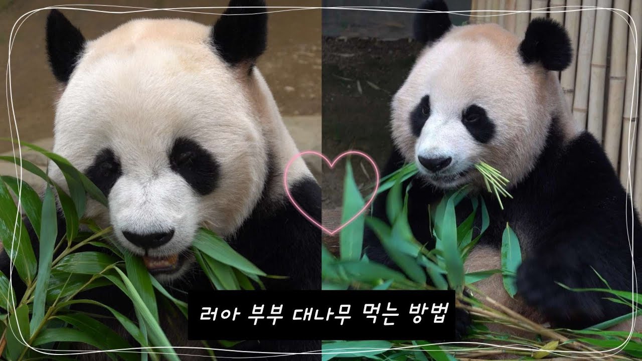 러바오 아이바오의 여름 대나무 먹는 방법