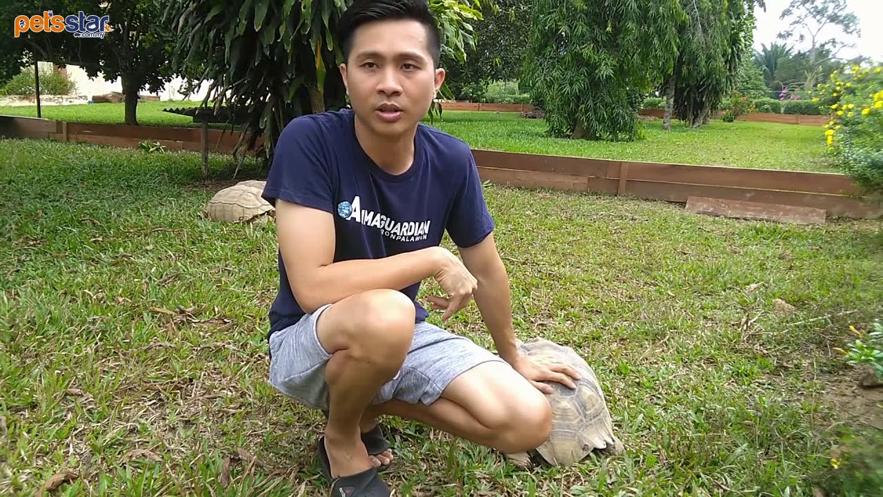 Pets Star Baby Sulcata Tortoise Care 小苏卡达象龟饲养