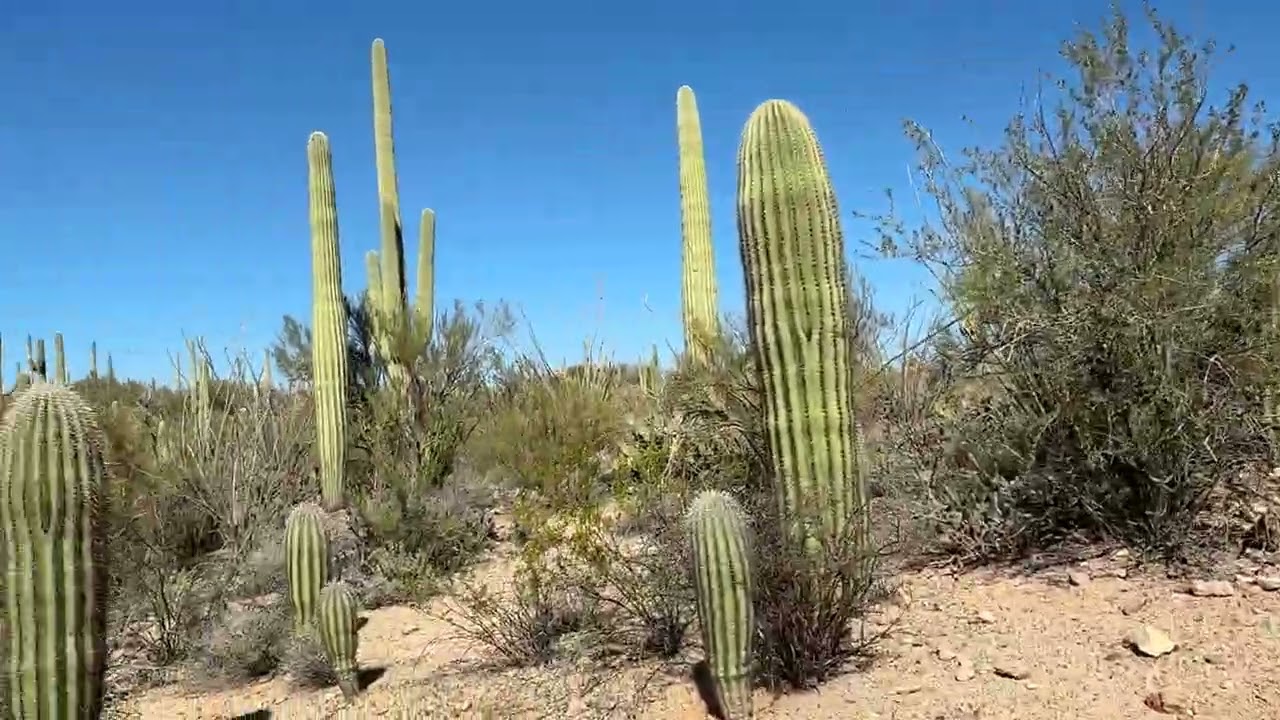 What It’s Actually Like to Hike in Saguaro National Park