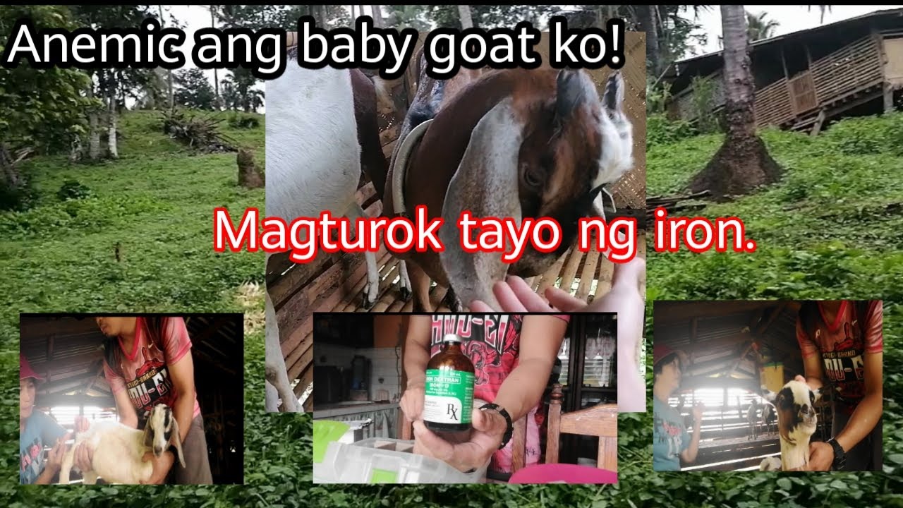 Iron para sa anemic n kambing!