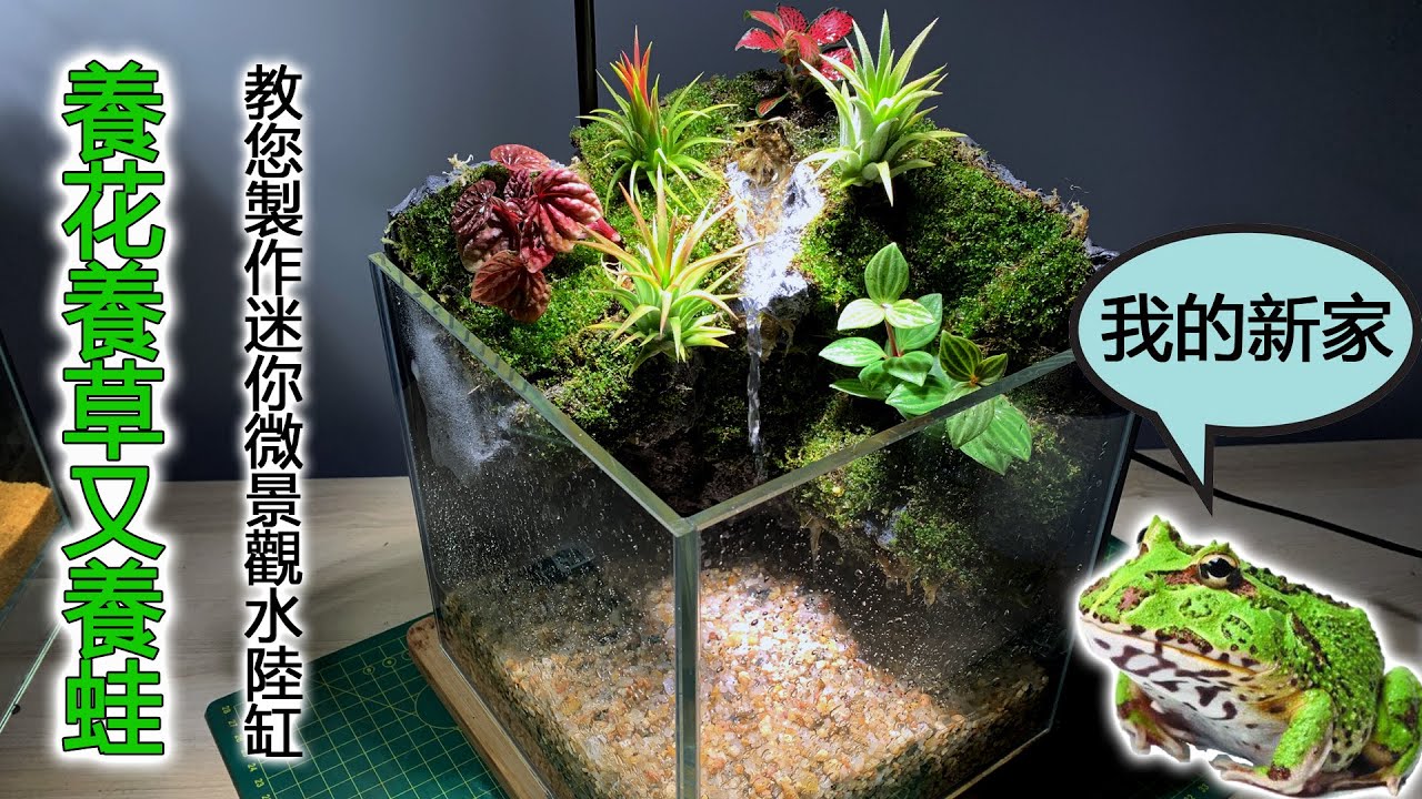 角蛙的新家，製作迷你微景觀水陸缸，養花養草又養蛙|Create a miniature landscape for raising amphibious pets.Horned Frog's Home