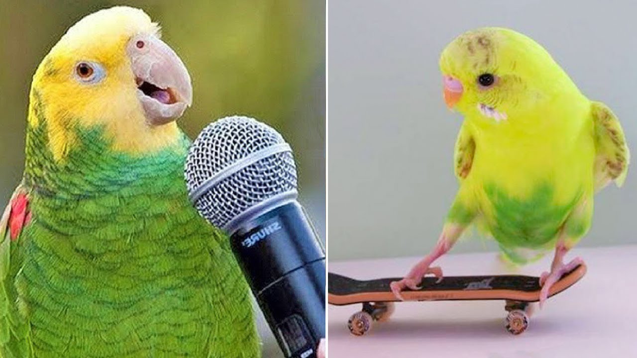 Smart And Funny Parrots Parrot Talking Videos Compilation (2024) - Cute Birds #45