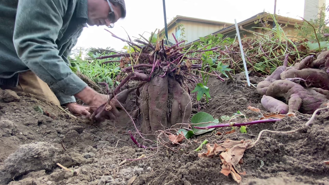 Purple Sweet Potatoes!! Harvesting time.