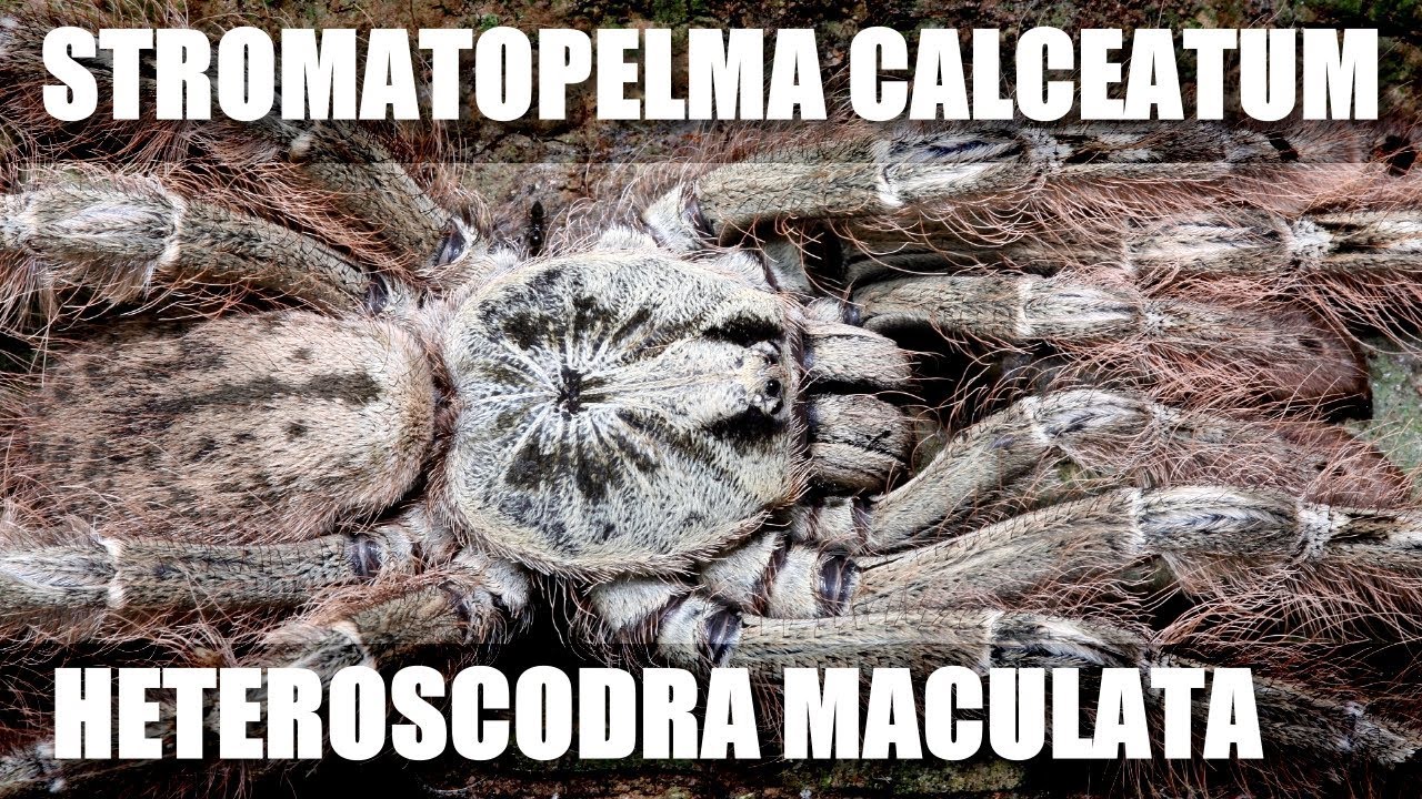 S. calceatum & H. maculata Ghana