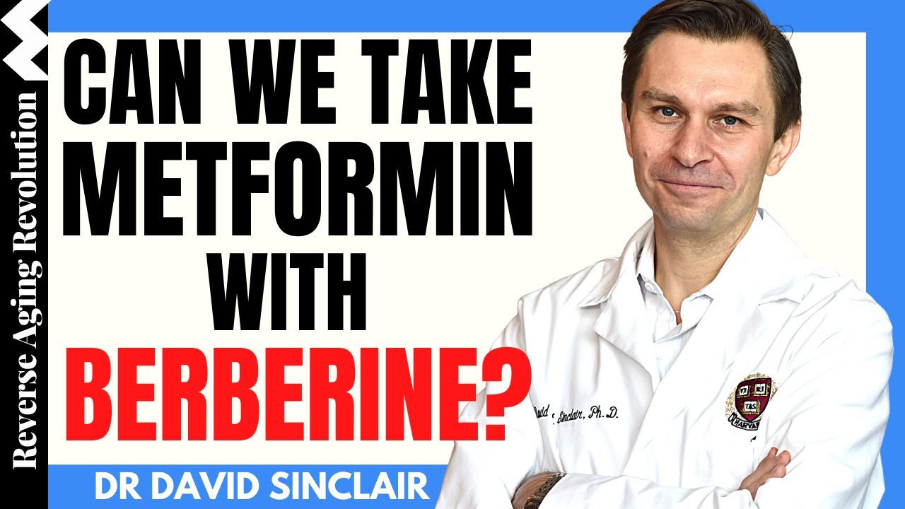 Can We Take BERBERINE With METFORMIN?  | Dr David Sinclair Interview Clips