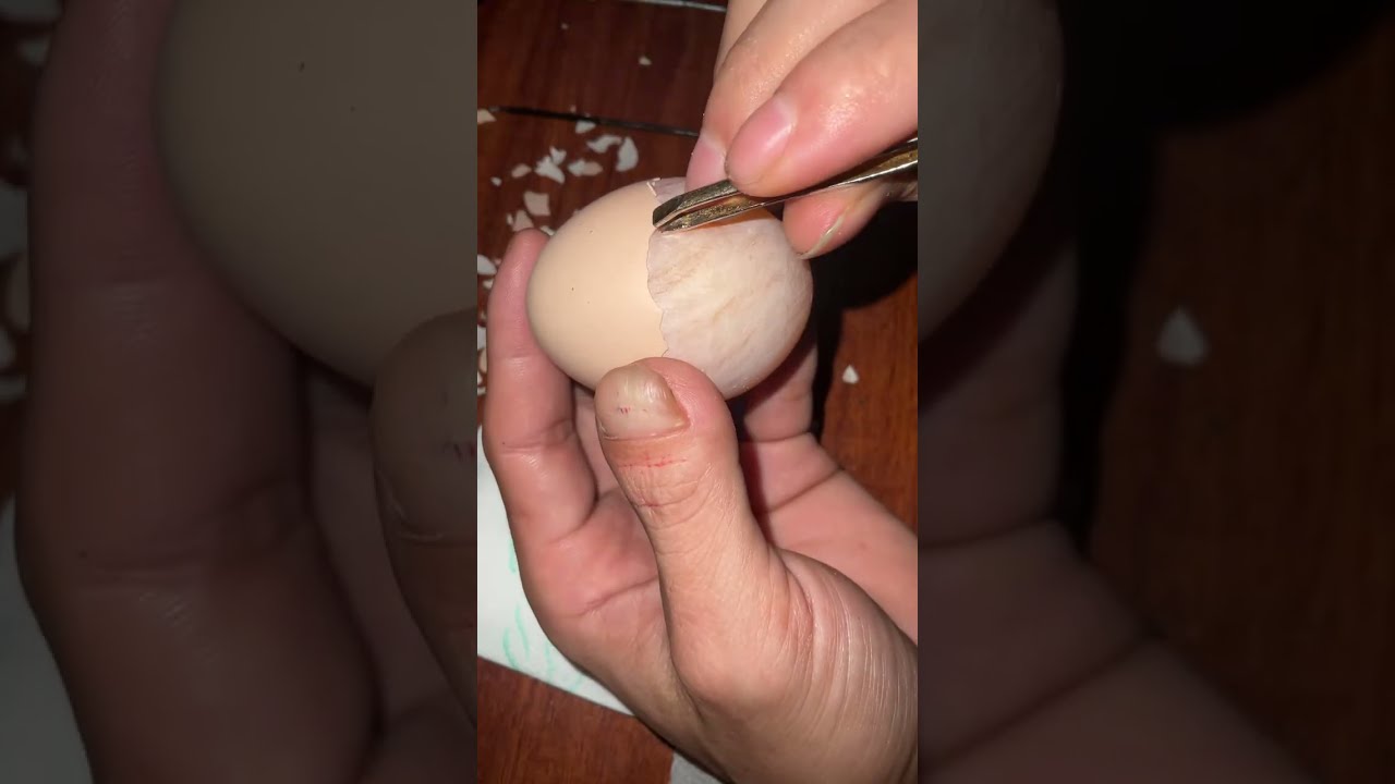 Raw egg peeling challenge : perfect Live | Bon Color