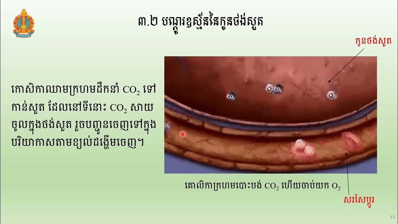 2 K8BIOEP7៖ ជីវវិទ្យាថ្នាក់ទី៨៖ជំពូក៤៖ដង្ហើម និងដំណឹកនាំ៖ មេរៀនទី២៖ ដង្ហើម លោកគ្រូ សឹម រដ្ឋា