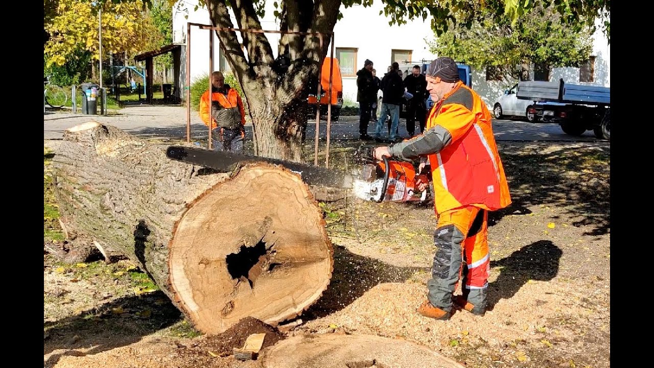 Stihl MS881 & Holzfforma G888 Same bar(46 inch) & Chain / Pázmánd /egy kis szórakozás a favágás után