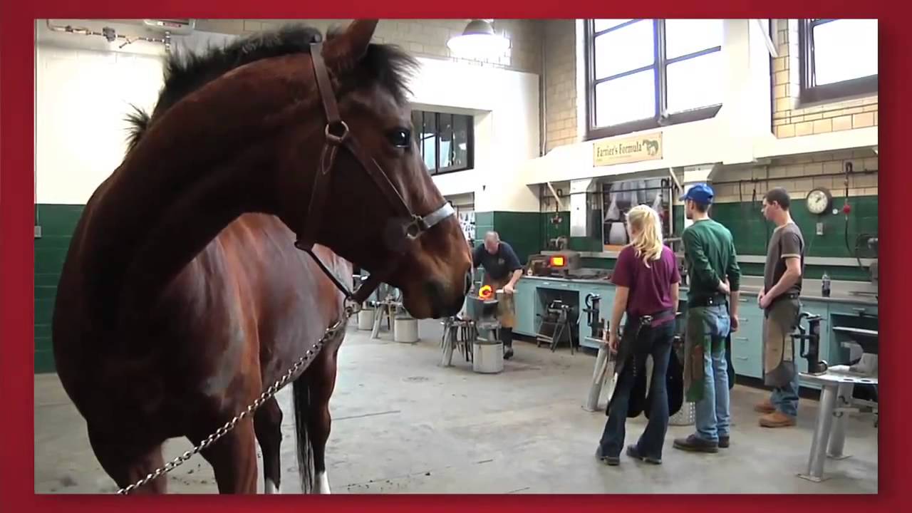 Forward Thinking: Cornell Veterinary Medicine