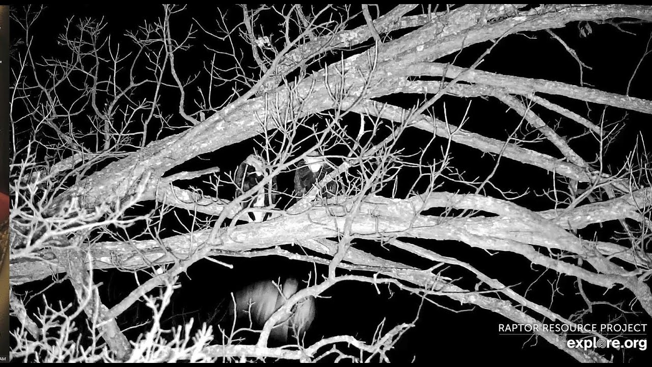 Decorah North Eagles: A Rude Awakening! Explore.org 1-7-2026