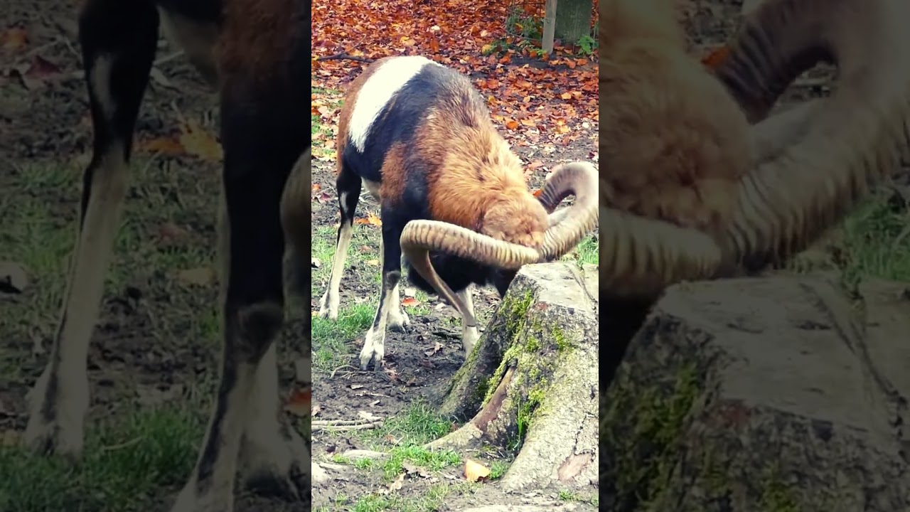 Horned Majesty: European Mouflon #mouflon #sheep #shorts