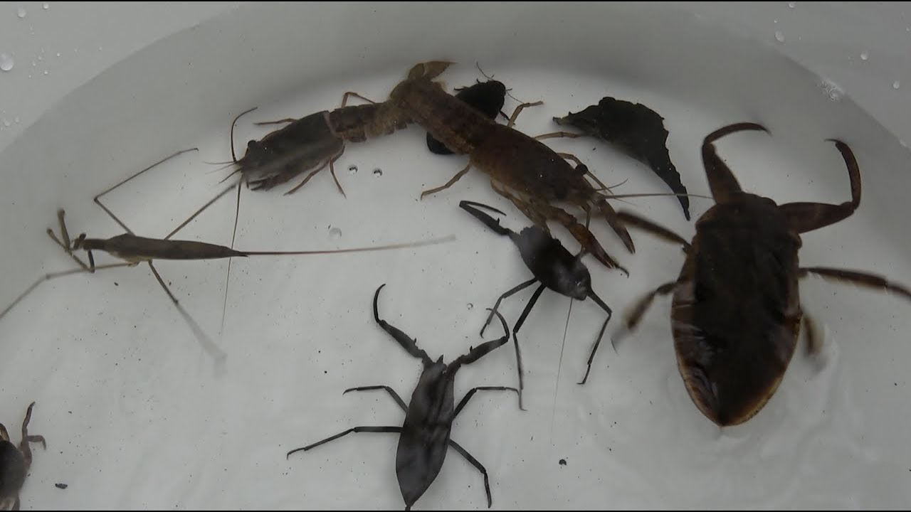 Lethocerus deyrollei Water mantis Водный скорпион Вымирающие виды Японии.