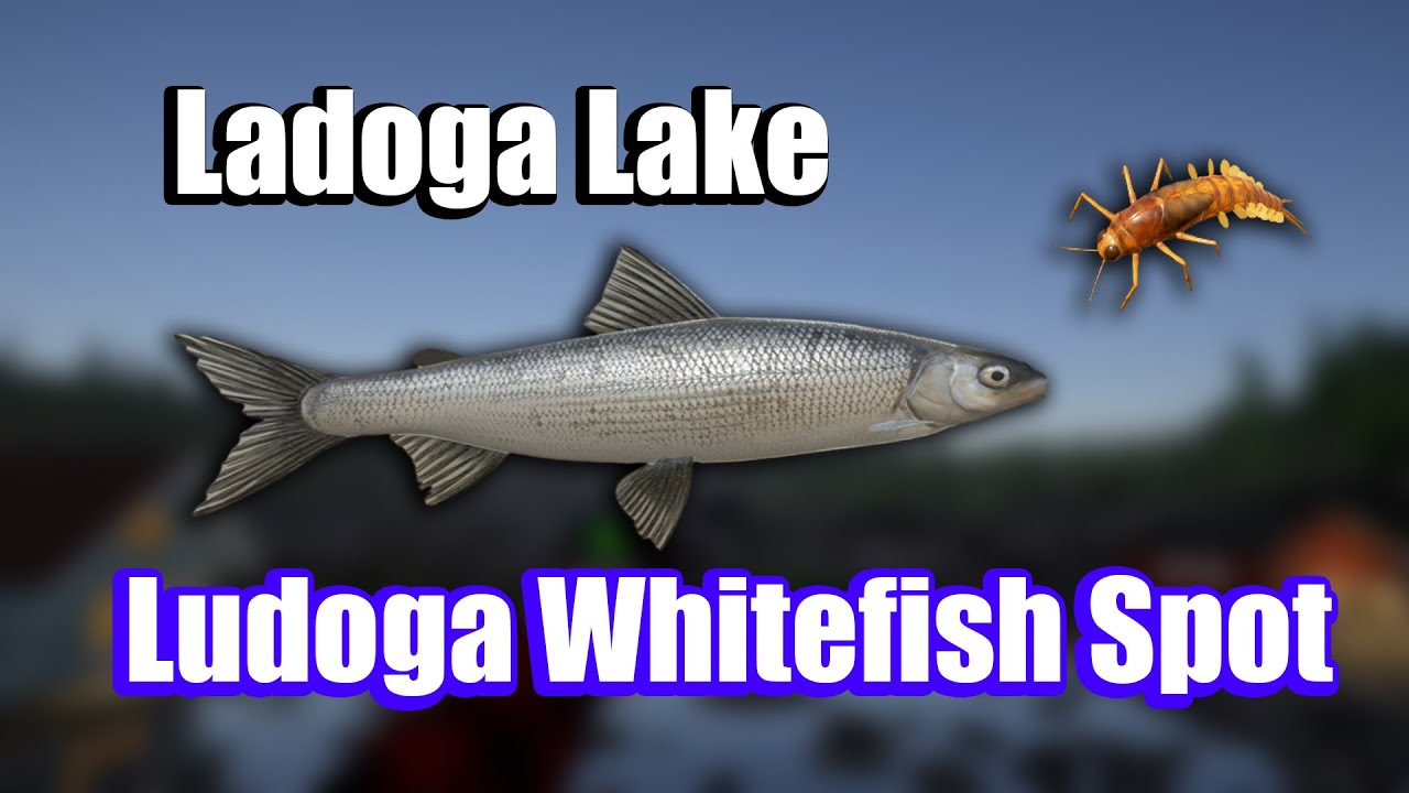 🎣Russian Fishing 4 RF4 - Ladoga Lake Ludoga Whitefish Spot#190