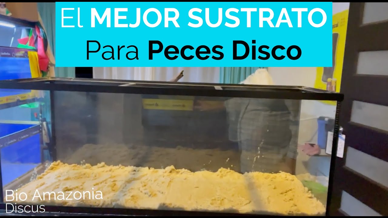 El MEJOR SUSTRATO👌 para Peces Disco
