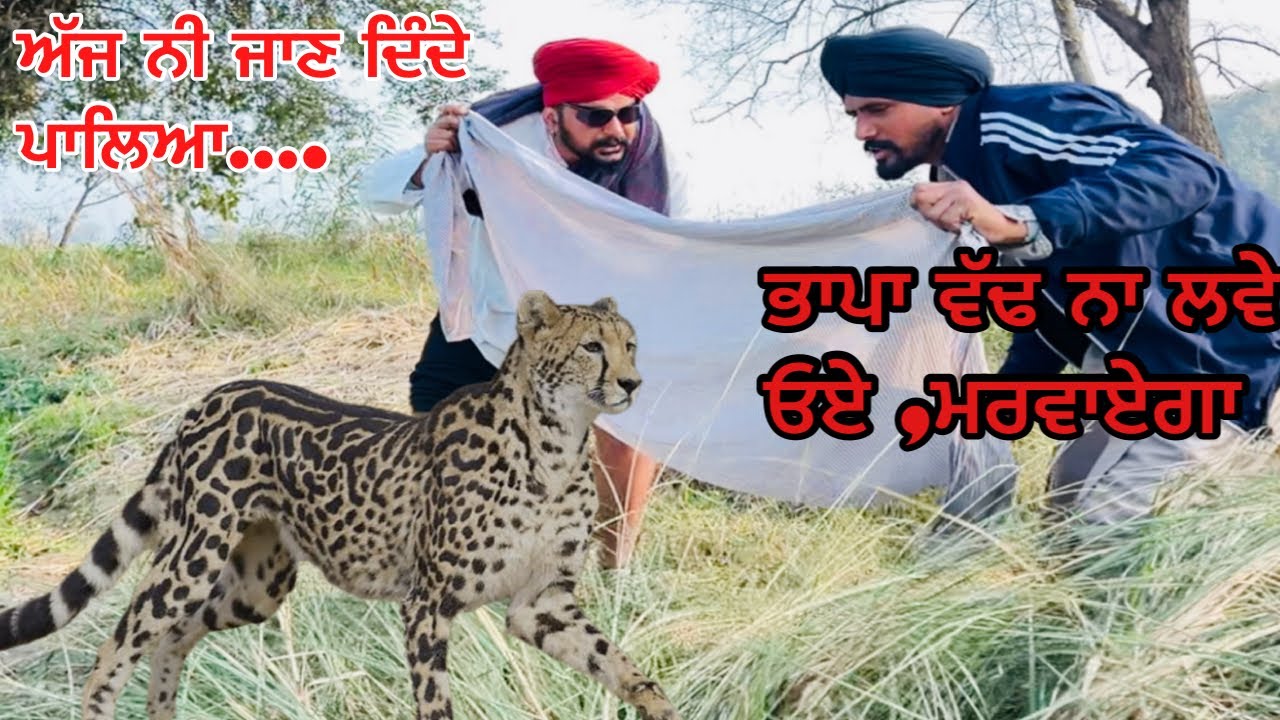 ਚੰਦ ਹੋਰਾ ਨੇ ਜਾਲ ਲਾਕੇ ਫੜਿਆ ਚੀਤਾ, ਬੰਤ ਦੇ ਮਾਰ ਗਿਆ ਦੰਦ ,ਵਧੀ ਸੀ ਵੱਚ ਗਿਆ ਓਏ … //new video jatt babe bandra