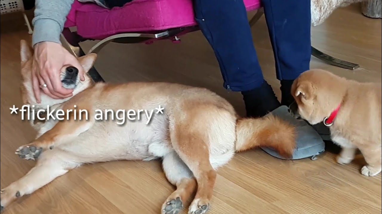 shiba inu dad do ANGERY - Part VI