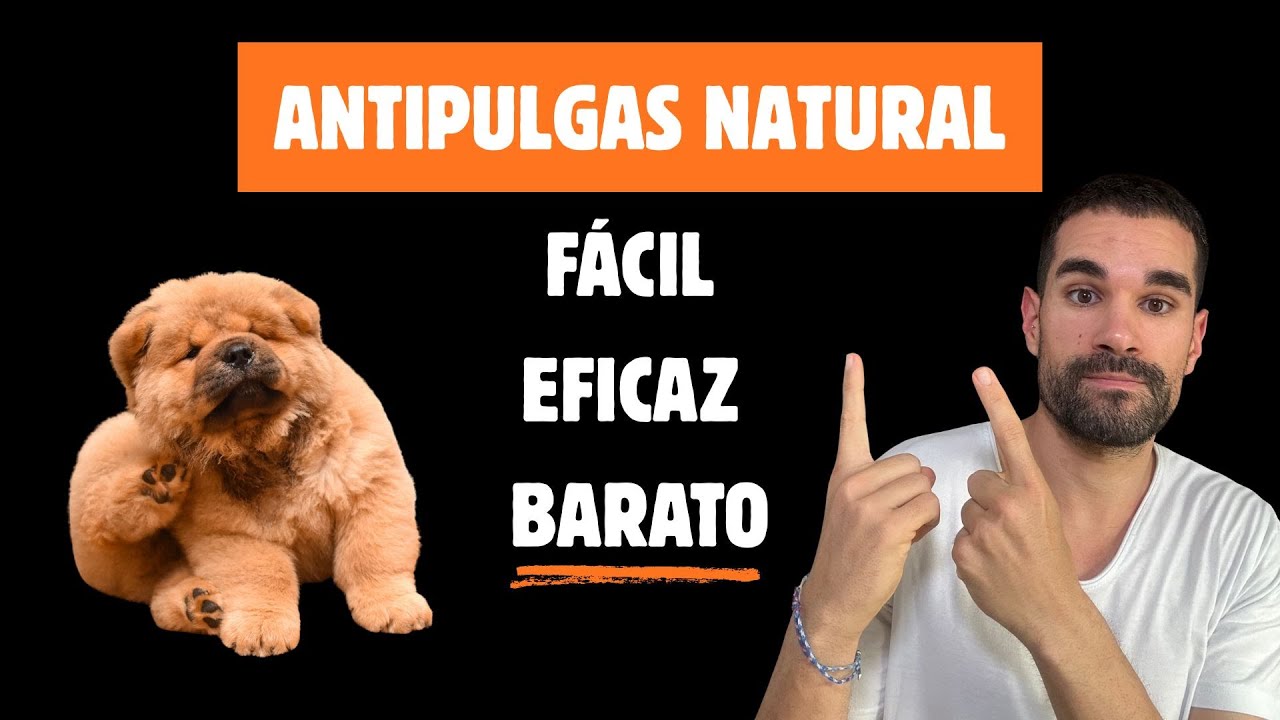 👋🏼 ELIMINA las PULGAS de tu  PERRO SIN TÓXICOS  🐶🌱