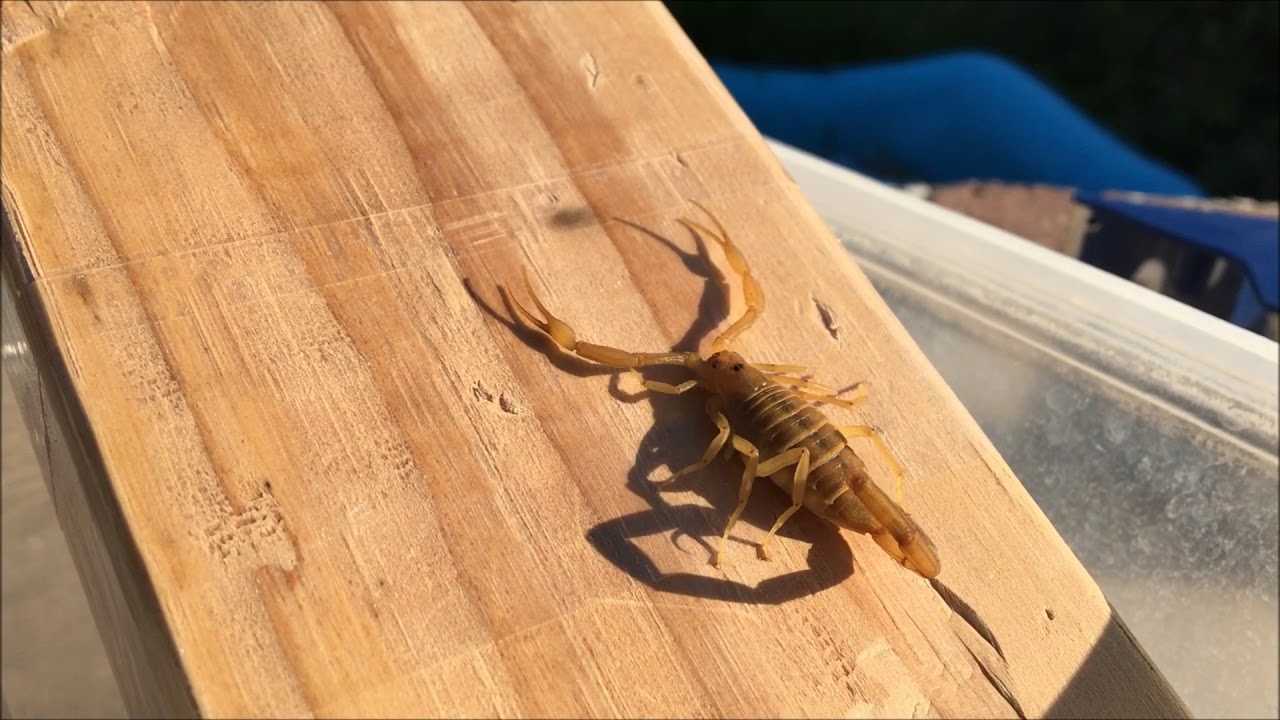 Scorpion safe 