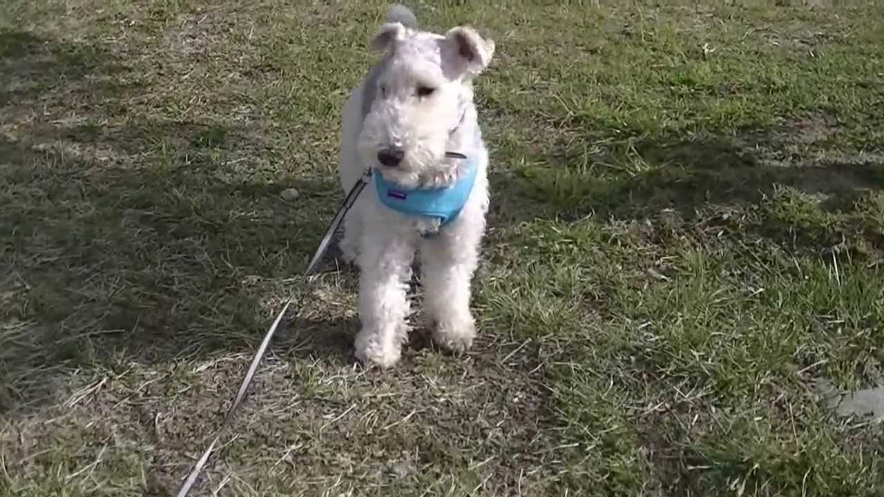 Wire Fox Terrier   Run & Run